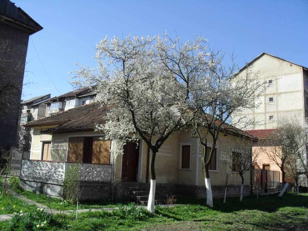 A small, beige house with shuttered windows surrounded by blossoming white trees and green grass under a clear blue sky.