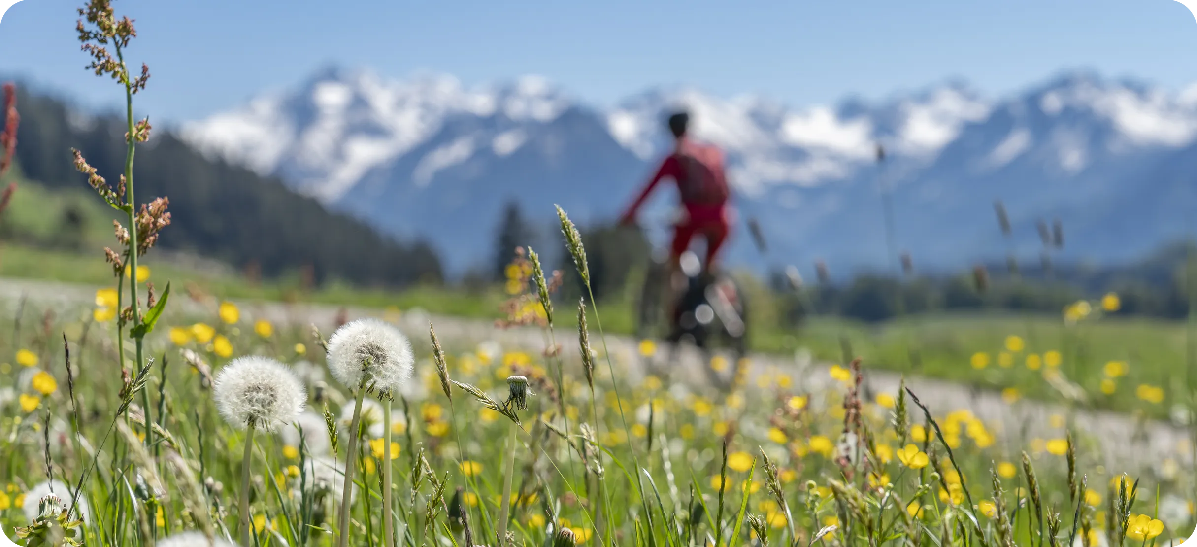 Field of dandelions and yellow wildflowers with a person in red cycling on a path in the background, set against snow-capped mountains under a clear blue sky.